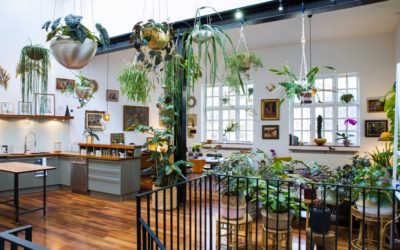 ‘Houseplants make me happy’: Jamie Song’s urban jungle