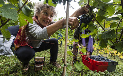 La vigne parisienne partage ses récoltes