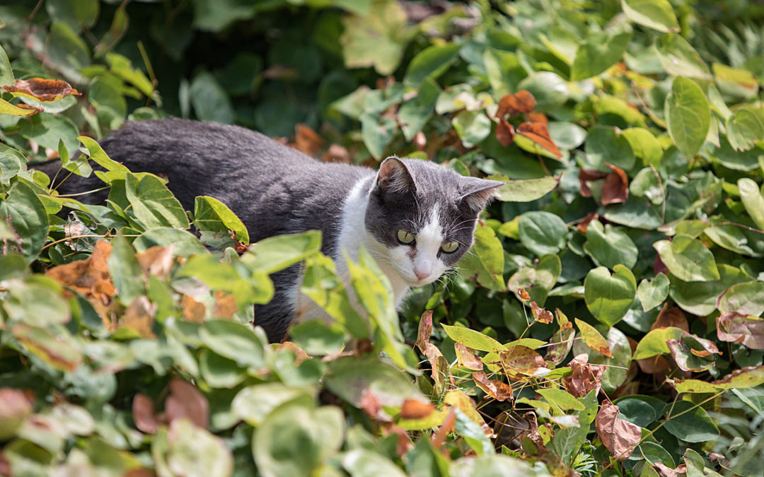 Les animaux à Paris