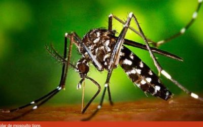 Los expertos aseguran que el mosquito tigre y el virus del Nilo pueden llegar a Salamanca y piden precaución